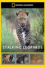 Watch National Geographic: Stalking Leopards Primewire