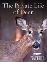 Watch The Private Life of Deer Primewire