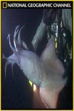 Watch National Geographic Hooked Squid Invasion Primewire