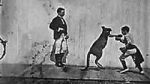 Watch The Boxing Kangaroo (Short 1896) Primewire