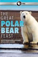 Watch The Great Polar Bear Feast Primewire