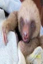 Watch Too Cute! Baby Sloths Primewire