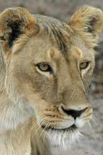 Watch Last Lioness: National Geographic Primewire