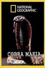 Watch National Geographic Cobra Mafia Primewire