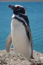 Watch National Geographic Wild Chronicles: Penguins Primewire