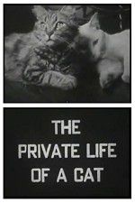 Watch The Private Life of a Cat Primewire