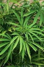 Watch Cannabis Whats The Harm Part 1 Primewire