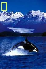 Watch National Geographic Killer Whales Of The Fjord Primewire
