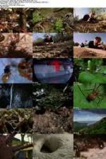 Watch National Geographic Wild - City Of Ants Primewire