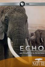 Watch Echo: An Elephant to Remember Primewire