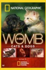 Watch National Geographic In The Womb  Cats Primewire