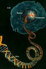 Watch Horizon: Miracle Cure? A Decade of the Human Genome Primewire