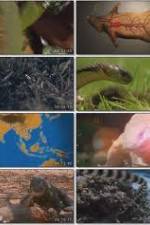 Watch National Geographic Wild : Deadliest Animals Asia Pacific Primewire