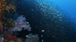 Watch Wild Window: Bejeweled Fishes Primewire