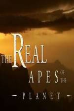 Watch The Real Apes of the Planet Primewire