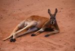Watch Big Red: The Kangaroo King Primewire