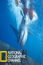 Watch National Geographic Shark Men Surfs Up Primewire