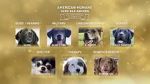 Watch American Humane Hero Dog Awards: 10th Anniversary Celebration (TV Special 2020) Primewire