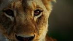 Watch Malika the Lion Queen Primewire