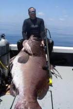 Watch National Geographic: Monster Fish - Nile Giant Primewire