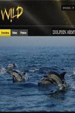 Watch National Geographic Wild Dolphin Army Primewire