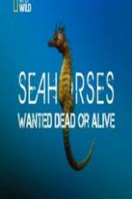 Watch National Geographic - Wild Seahorses Wanted Dead Or Alive Primewire