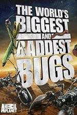 Watch Worlds Biggest and Baddest Bugs Primewire