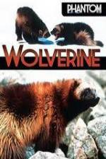 Watch National Geographic  Phantom Wolverine Primewire