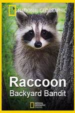 Watch Raccoon: Backyard Bandit Primewire