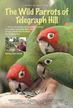Watch The Wild Parrots of Telegraph Hill Primewire