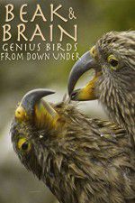 Watch Beak & Brain - Genius Birds from Down Under Primewire