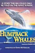 Watch Humpback Whales Primewire