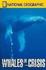 Watch National Geographic: Whales in Crisis Primewire