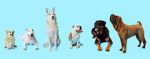 Watch How Dogs Got Their Shapes Primewire
