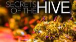 Watch Secrets of the Hive Primewire