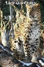 Watch National Geographic Leopard Queen Primewire