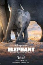 Watch Elephant Primewire