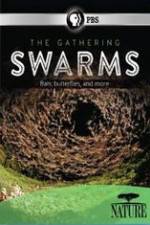 Watch Nature The Gathering Swarms Primewire