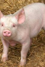 Watch Patent For A Pig: The Big Business of Genetics Primewire