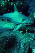 Watch National Geographic: Secret Shark Pits Primewire