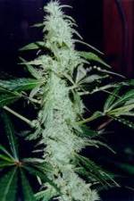 Watch Cannabis Whats The Harm Part 2 Primewire
