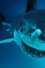 Watch National Geographic. Shark attacks investigated Primewire