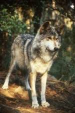 Watch National Geographic Wild - Inside the Wolf Pack Primewire