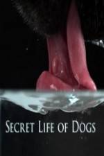Watch Secret Life of Dog Primewire