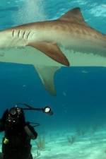 Watch Dive To Tiger Shark Central Primewire