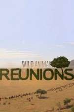 Watch Wild Animal Reunions Primewire